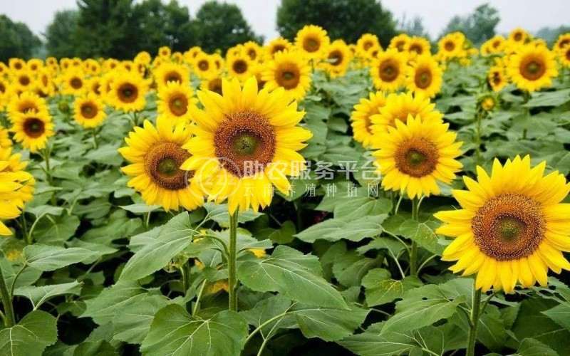 丽江向日葵种植基地 供应量5万棵图3