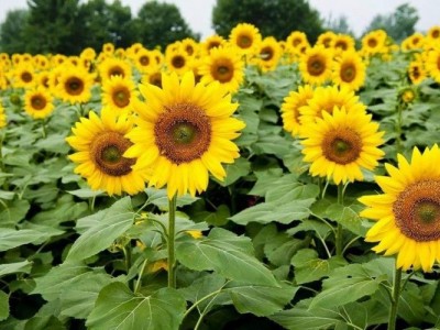 丽江向日葵种植基地 供应量5万棵图3
