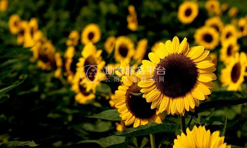 丽江向日葵种植基地 供应量5万棵图5