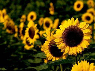 丽江向日葵种植基地 供应量5万棵图5