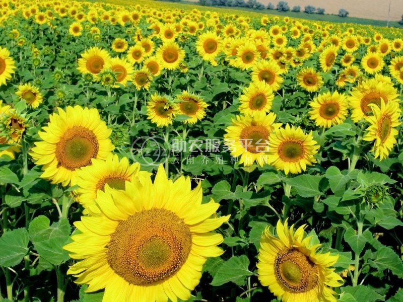 丽江向日葵种植基地 供应量5万棵图7