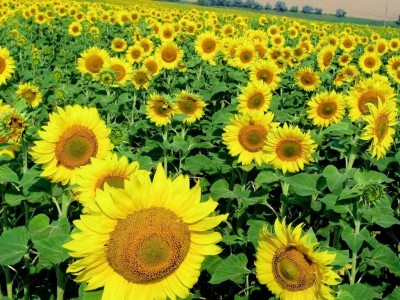 丽江向日葵种植基地 供应量5万棵图7
