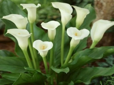 红河马蹄莲种植基地 供应量10万株图5