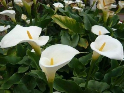 红河马蹄莲种植基地 供应量10万株图3
