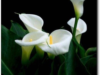 红河马蹄莲种植基地 供应量10万株图2