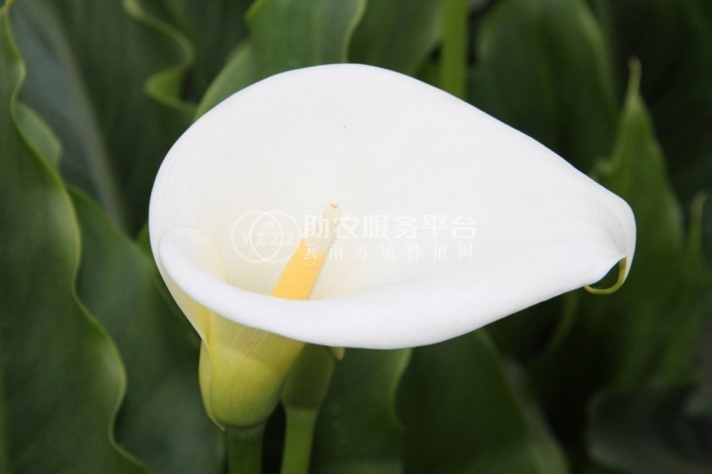 红河马蹄莲种植基地 供应量10万株图8