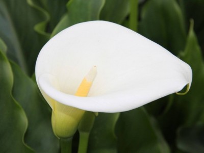 红河马蹄莲种植基地 供应量10万株图8