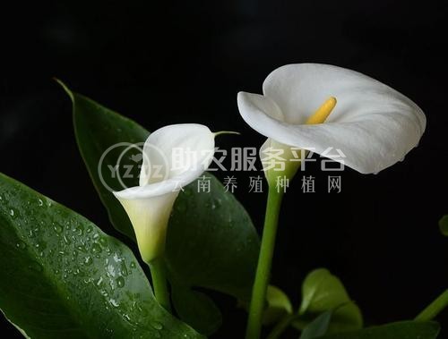 红河马蹄莲种植基地 供应量10万株图1