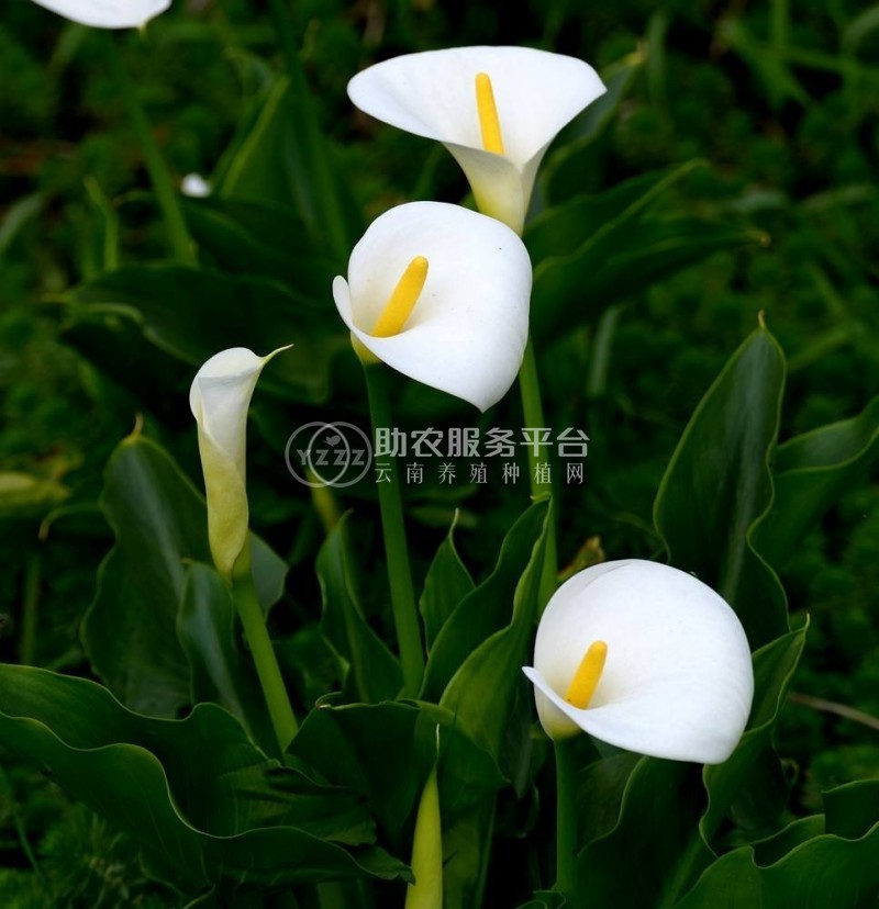 红河马蹄莲种植基地 供应量10万株图4