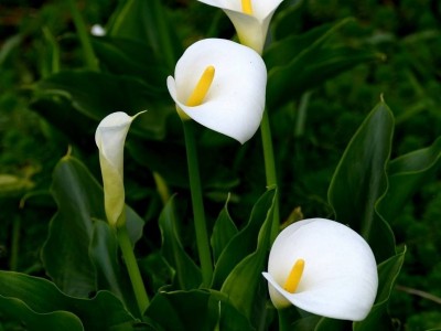 红河马蹄莲种植基地 供应量10万株图4