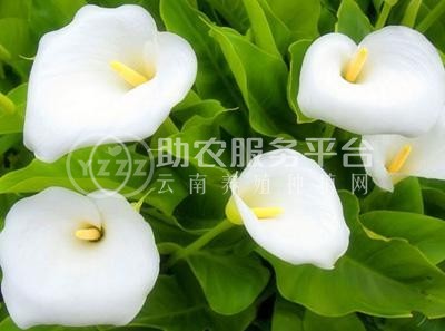 红河马蹄莲种植基地 供应量10万株图7