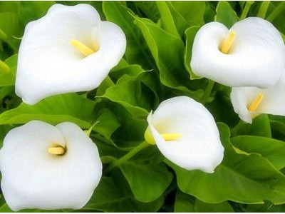 红河马蹄莲种植基地 供应量10万株图7