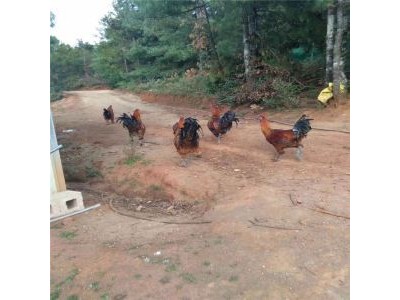 楚雄壮鸡养殖基地供应量3万只