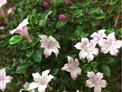 红河六月雪种植基地 供应量20万株图2