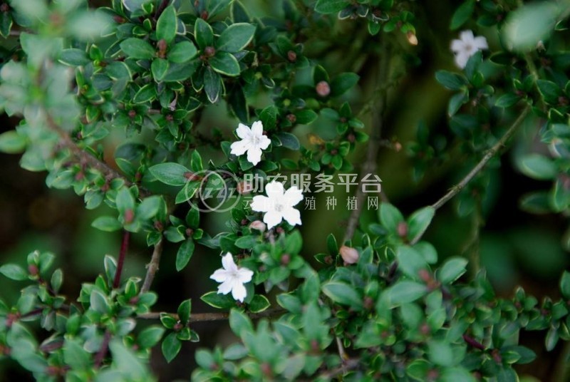 红河六月雪种植基地 供应量20万株图1