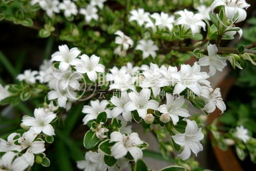 红河六月雪种植基地 供应量20万株图4