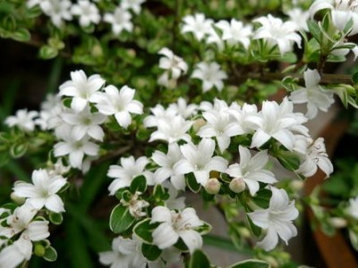 红河六月雪种植基地 供应量20万株图4