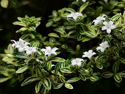 红河六月雪种植基地 供应量20万株图3
