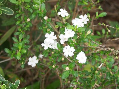 红河六月雪种植基地 供应量20万株图8