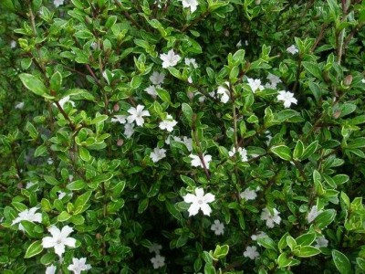 红河六月雪种植基地 供应量20万株图5