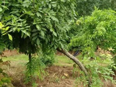 大理紫藤花种植基地供应1万株