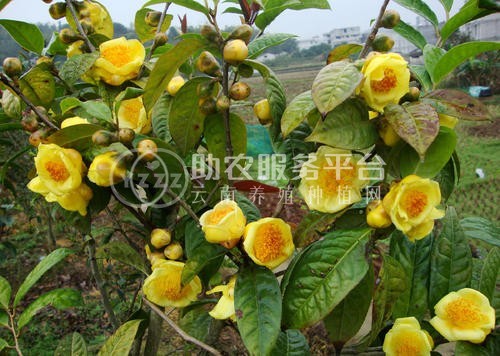 红河金花茶种植中心 供应量20万株图7