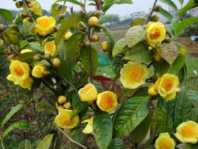 红河金花茶种植中心 供应量20万株图7