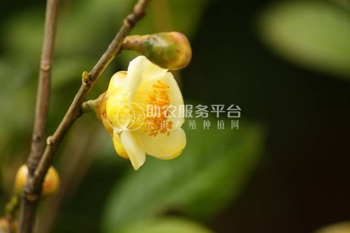 红河金花茶种植中心 供应量20万株图5
