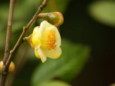 红河金花茶种植中心 供应量20万株图5