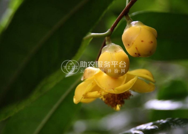 红河金花茶种植中心 供应量20万株图8