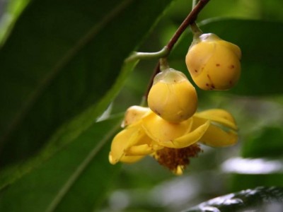 红河金花茶种植中心 供应量20万株图8