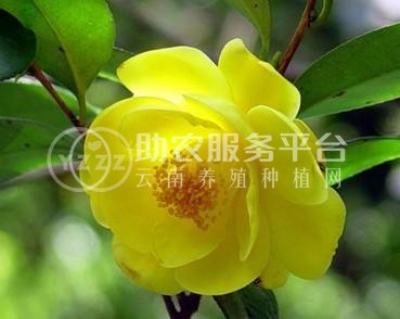 红河金花茶种植中心 供应量20万株图6