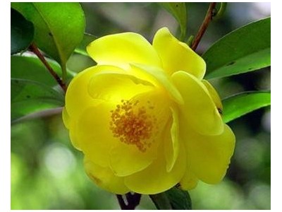 红河金花茶种植中心 供应量20万株图6
