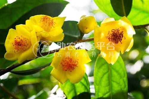 红河金花茶种植中心 供应量20万株图1