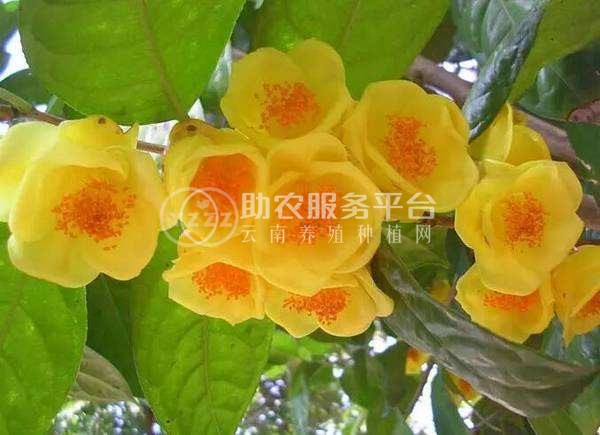 红河金花茶种植中心 供应量20万株图4