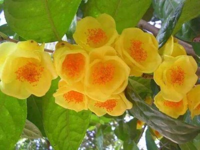 红河金花茶种植中心 供应量20万株图4
