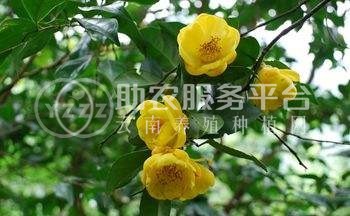 红河金花茶种植中心 供应量20万株图3