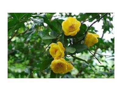 红河金花茶种植中心 供应量20万株图3