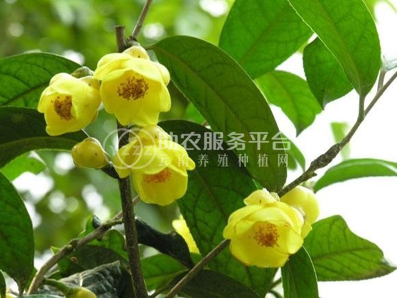 红河金花茶种植中心 供应量20万株图2