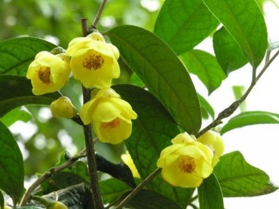 红河金花茶种植中心 供应量20万株图2