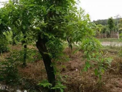 大理紫藤花种植基地供应1万株图2