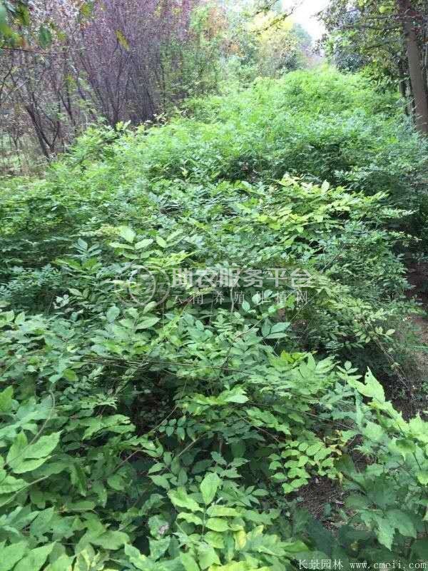 大理紫藤花种植基地供应1万株图3
