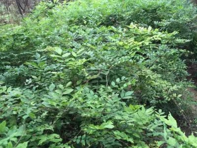 大理紫藤花种植基地供应1万株图3