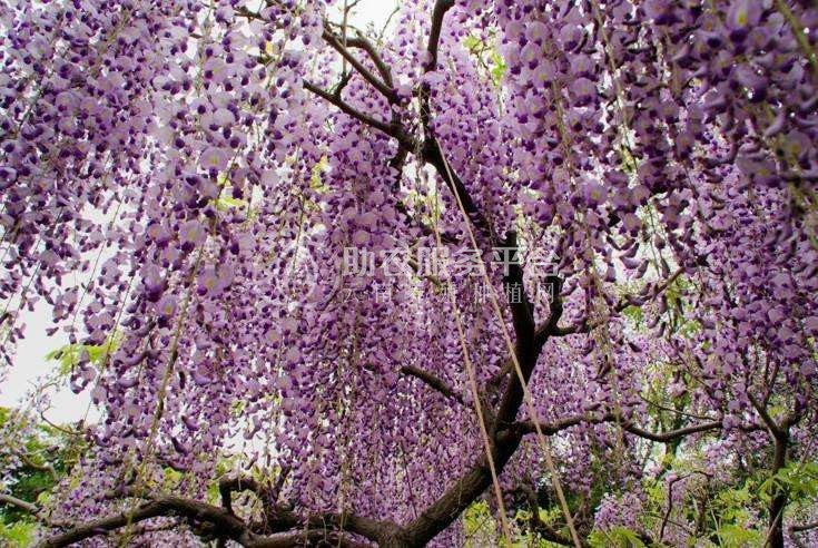大理紫藤花种植基地供应1万株图4