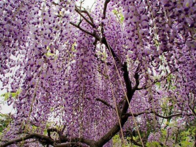 大理紫藤花种植基地供应1万株图4
