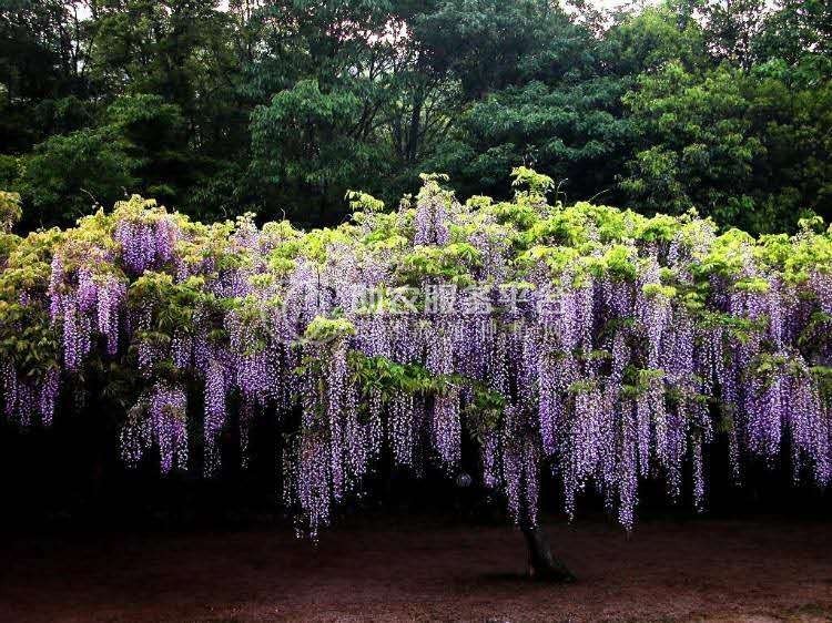 大理紫藤花种植基地供应1万株图5
