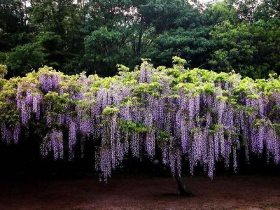 大理紫藤花种植基地供应1万株图5
