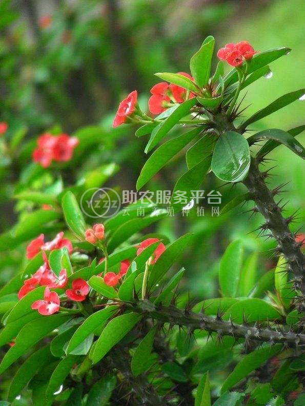红河虎刺梅种植中心 供应量20万株图2