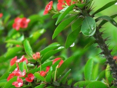 红河虎刺梅种植中心 供应量20万株图2