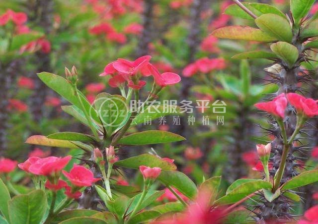 红河虎刺梅种植中心 供应量20万株图5